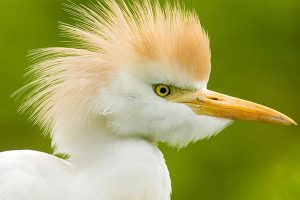 visitare il Parco del Delta del Po