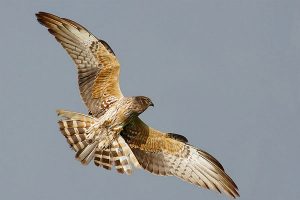 visitare il Parco del Delta del Po