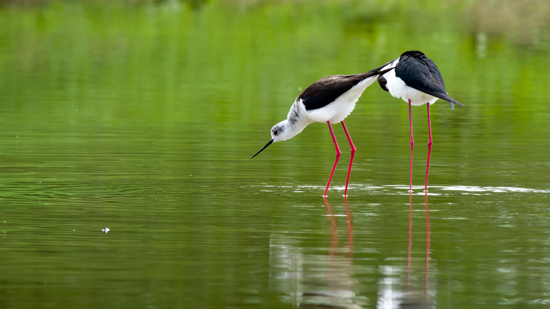 visitare il Parco del Delta del Po